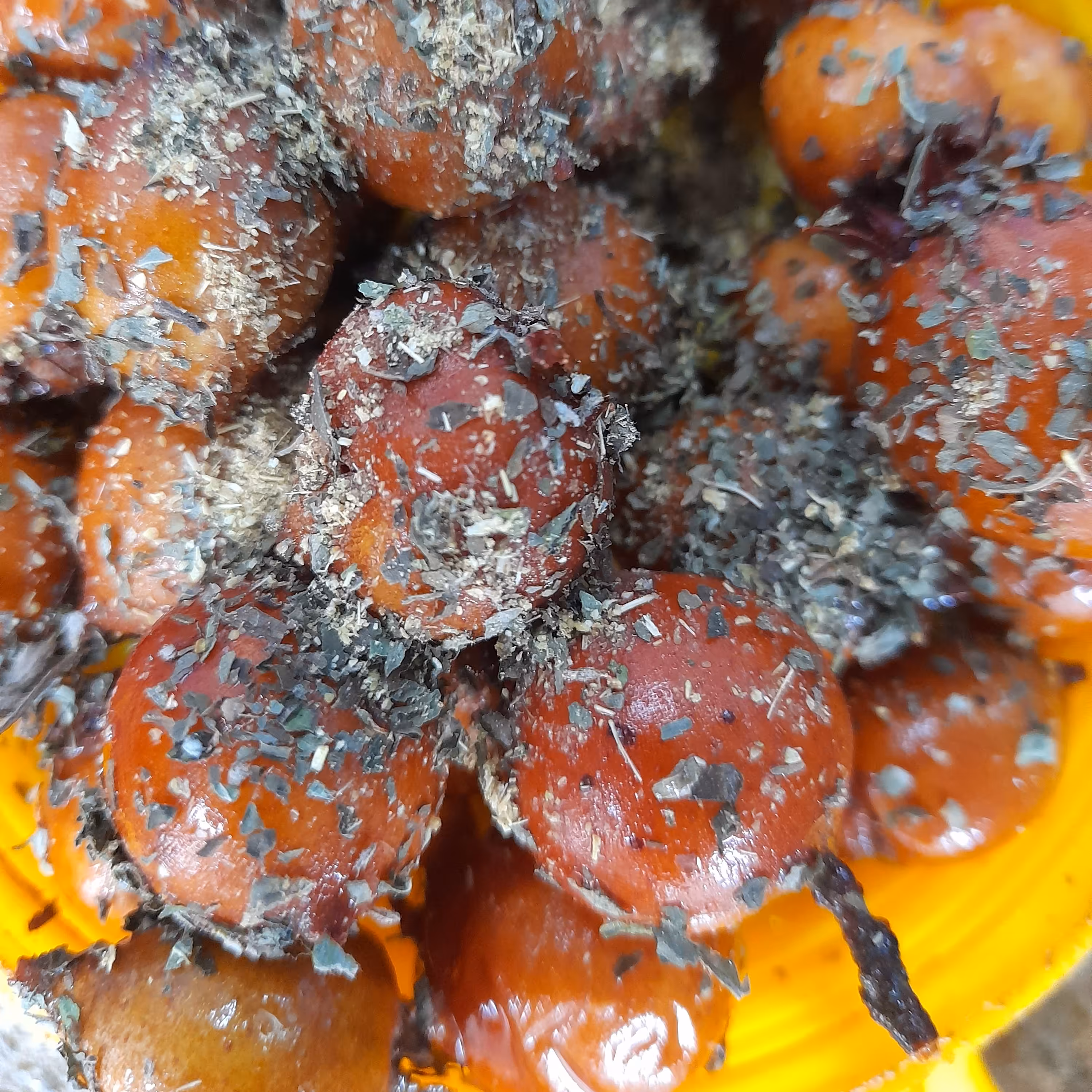 ازگیل شور جنگلی (2200گرمی)