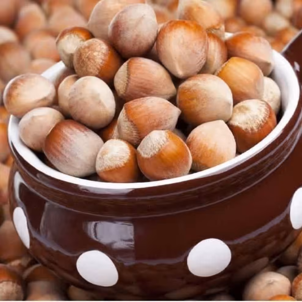 فندق گیلان امساله ، کیفیت تضمینی ، خشک شده و بصورت سنتی سورت شده ، دوم و کپک ندارد