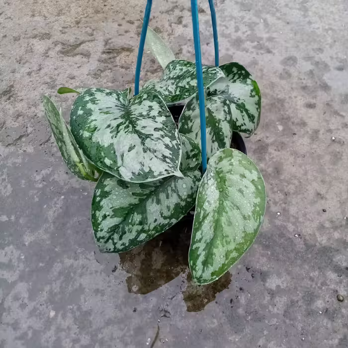 گل پتوس ببری گلدان کاسه ای با دهانه 16 سانتی متری کد SB002 (ارسال بصورت پس کرایه) 