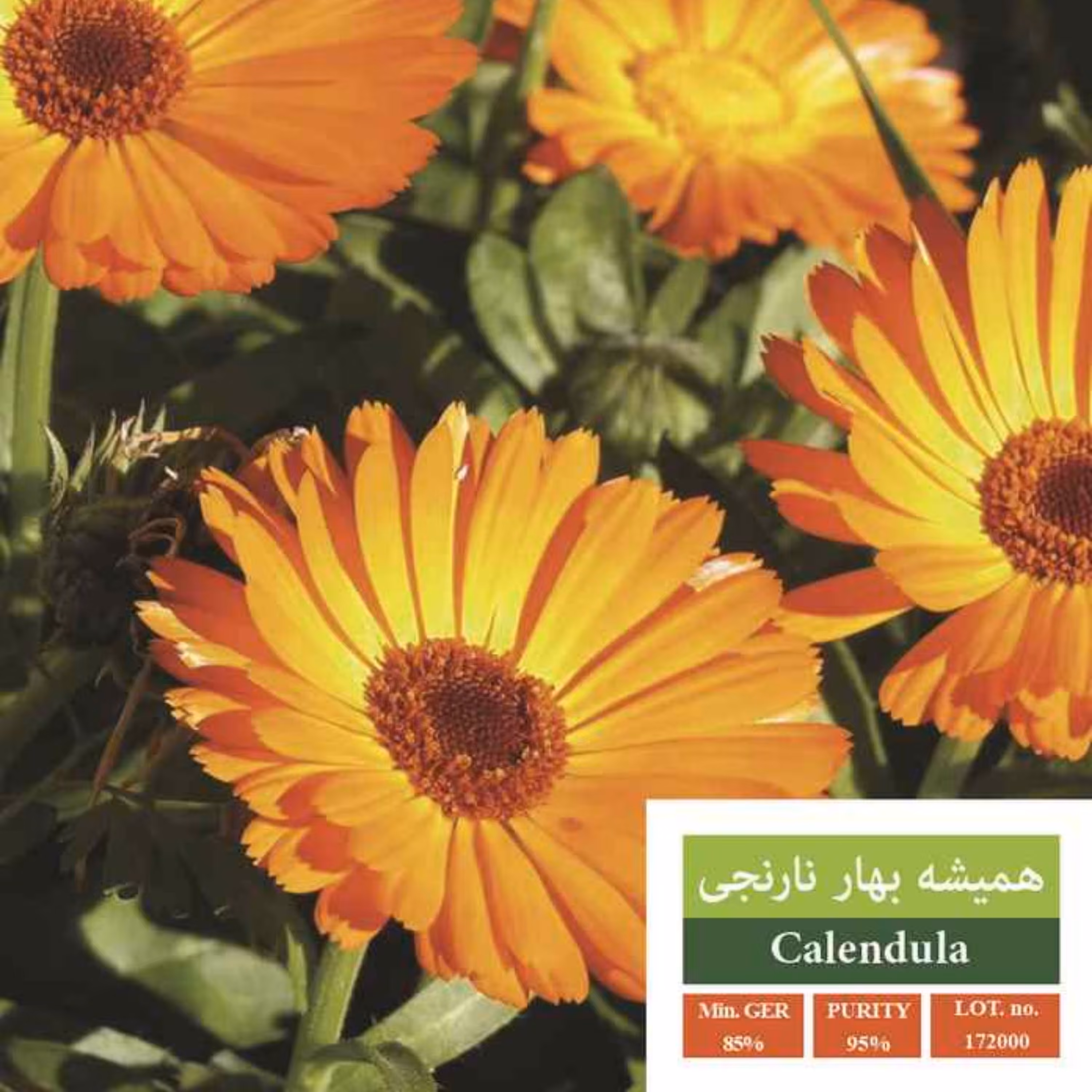 بذر گل همیشه بهار نارنجی بذر طلایی رویان 