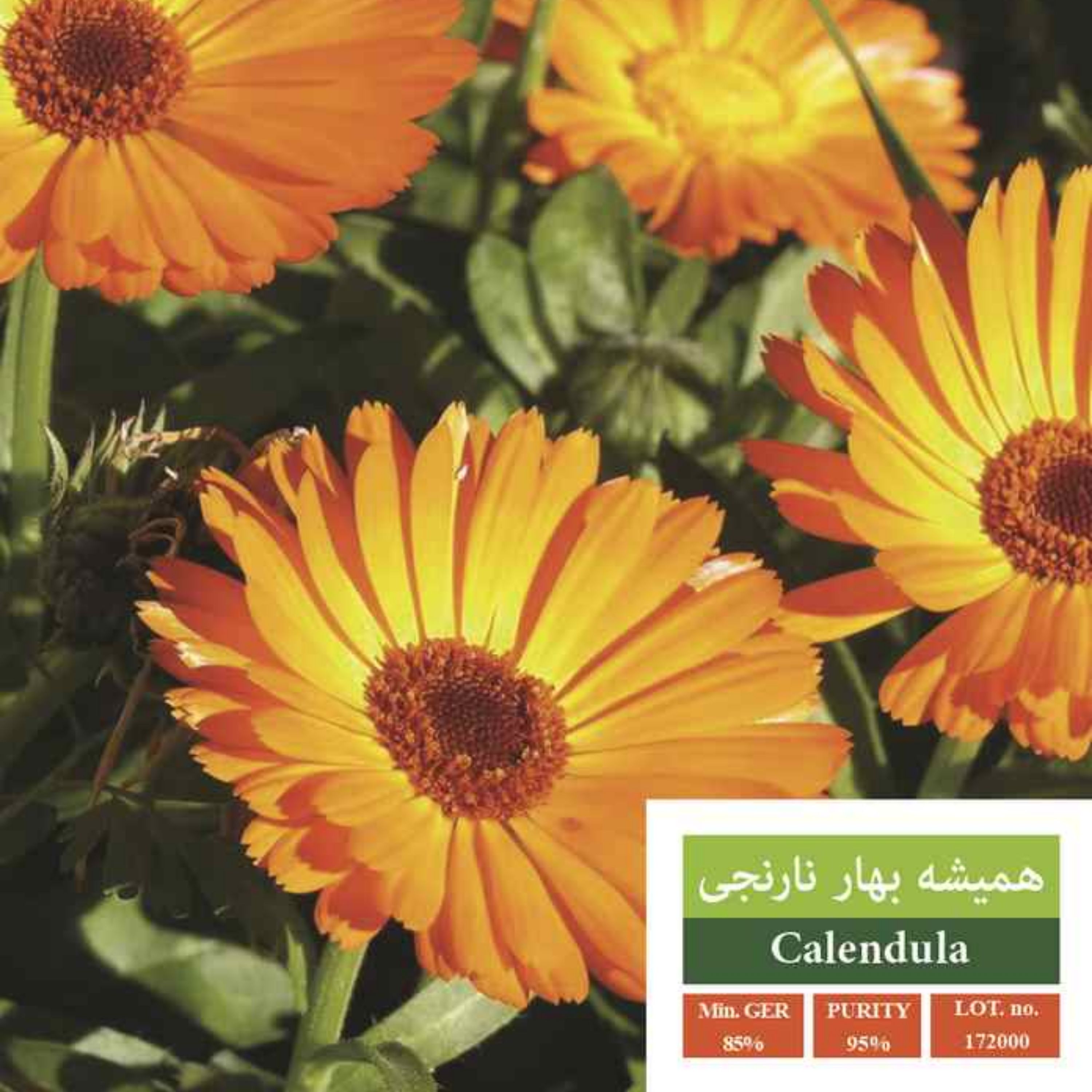 بذر گل همیشه بهار نارنجی بذر طلایی رویان