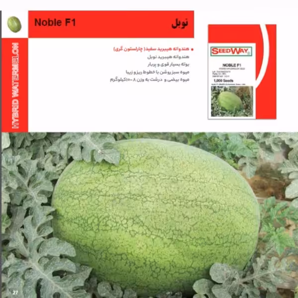بذر هندوانه هیبرید نوبل