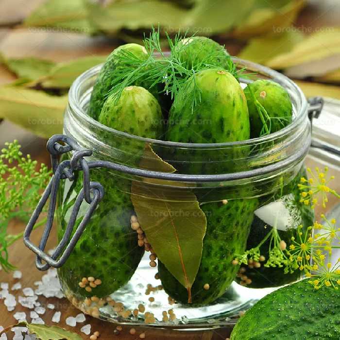 عکس خیار شور | گرافیک با طعم تربچه