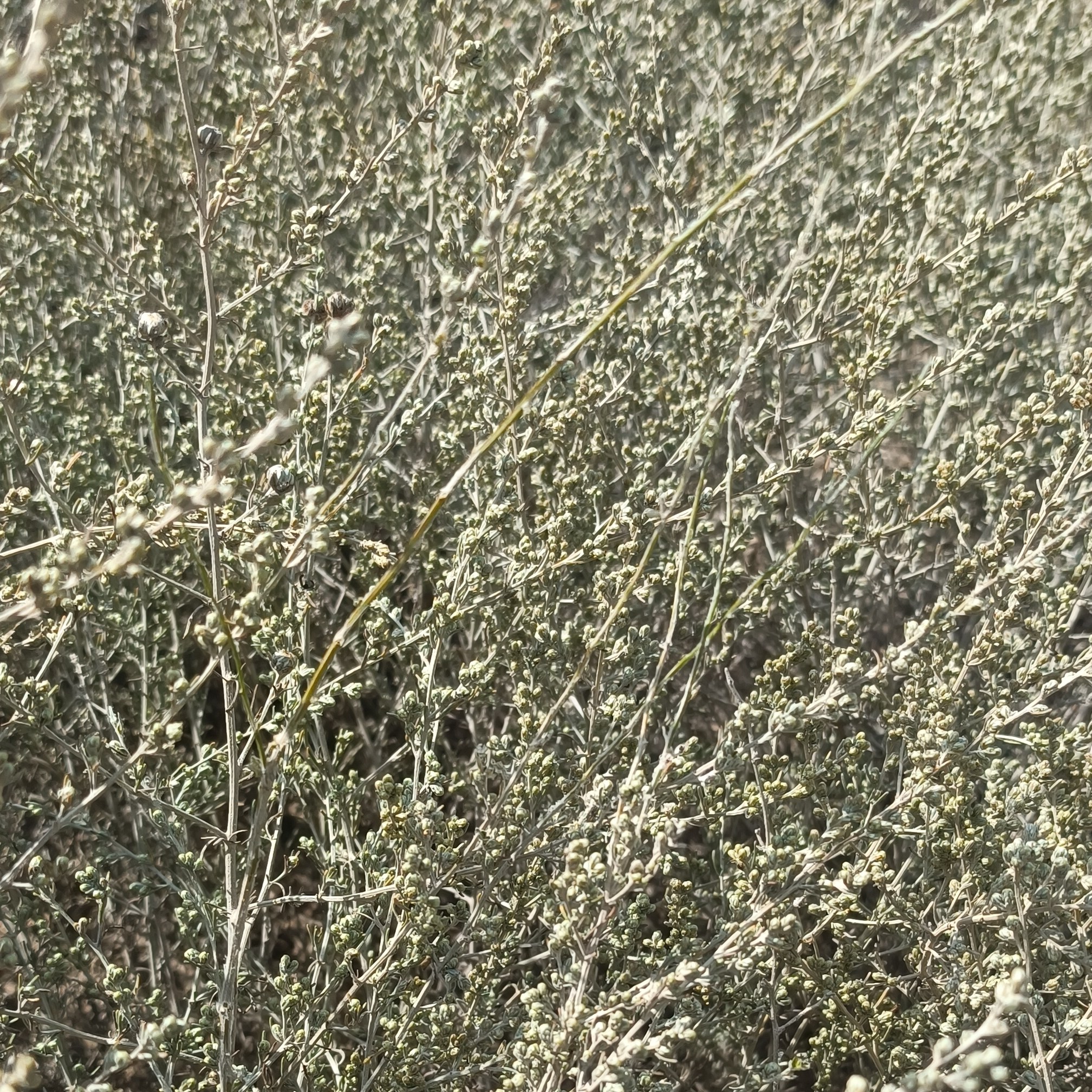 بذر گیاه درمنه (یوشان آذری)