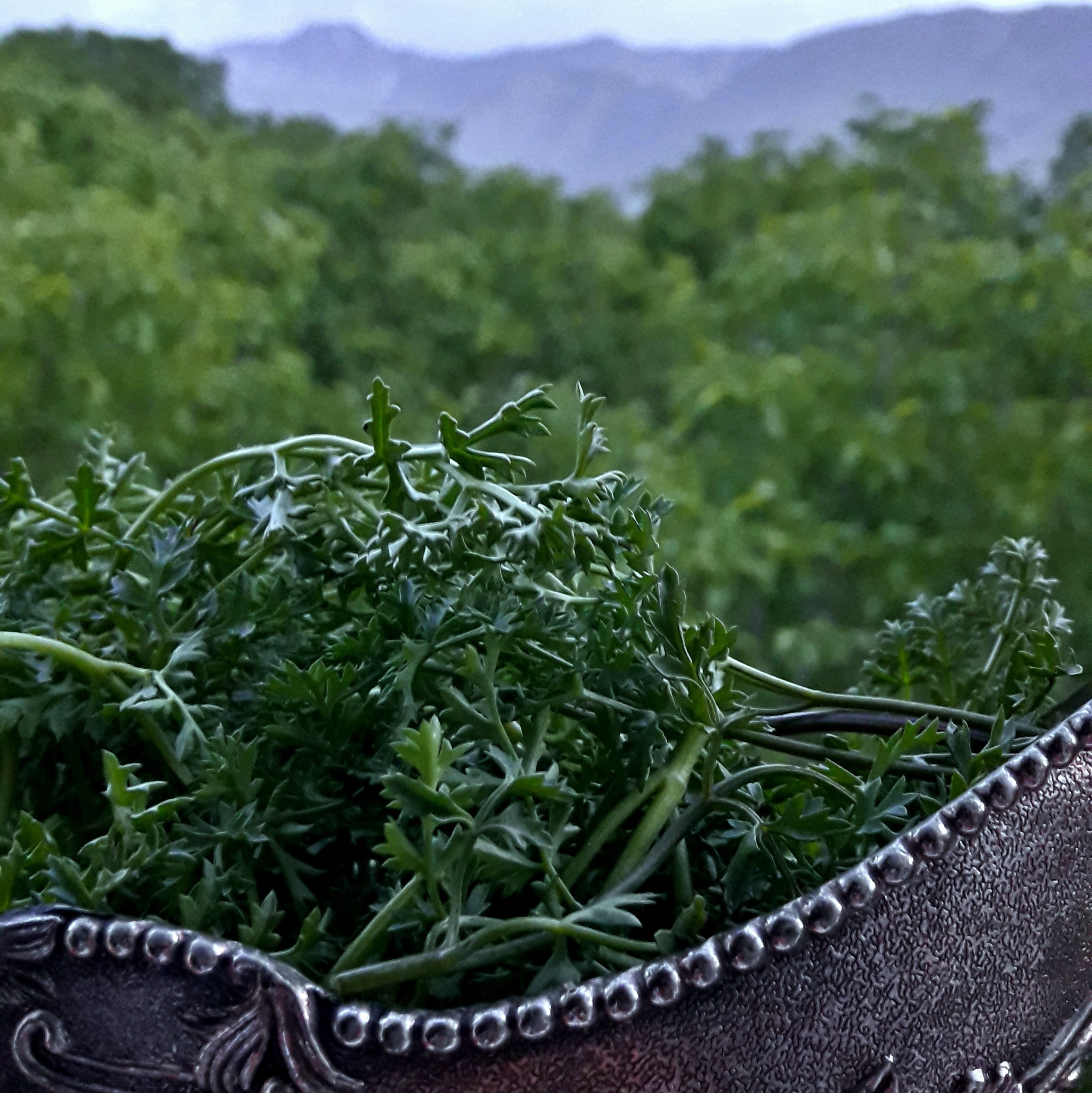 شوید خشک کوهی درجه یک از شهر خوانسار(نیم کیلویی)