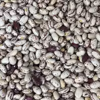 لوبیا چیتی درشت خمین بسیار خوشپخت