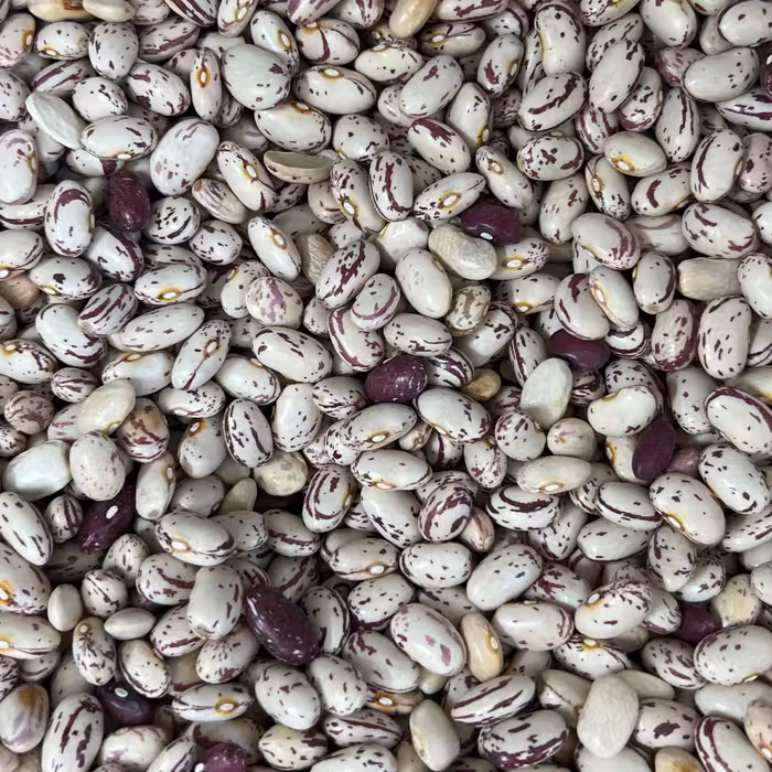 لوبیا چیتی درشت خمین بسیار خوشپخت