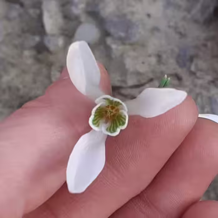 نرگس گل برفی یا گالانتوس (پک پنج عددی)