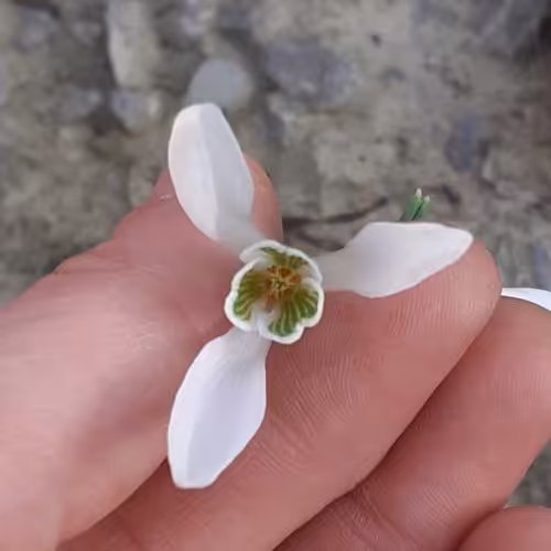 نرگس گل برفی یا گالانتوس (پک پنج عددی)