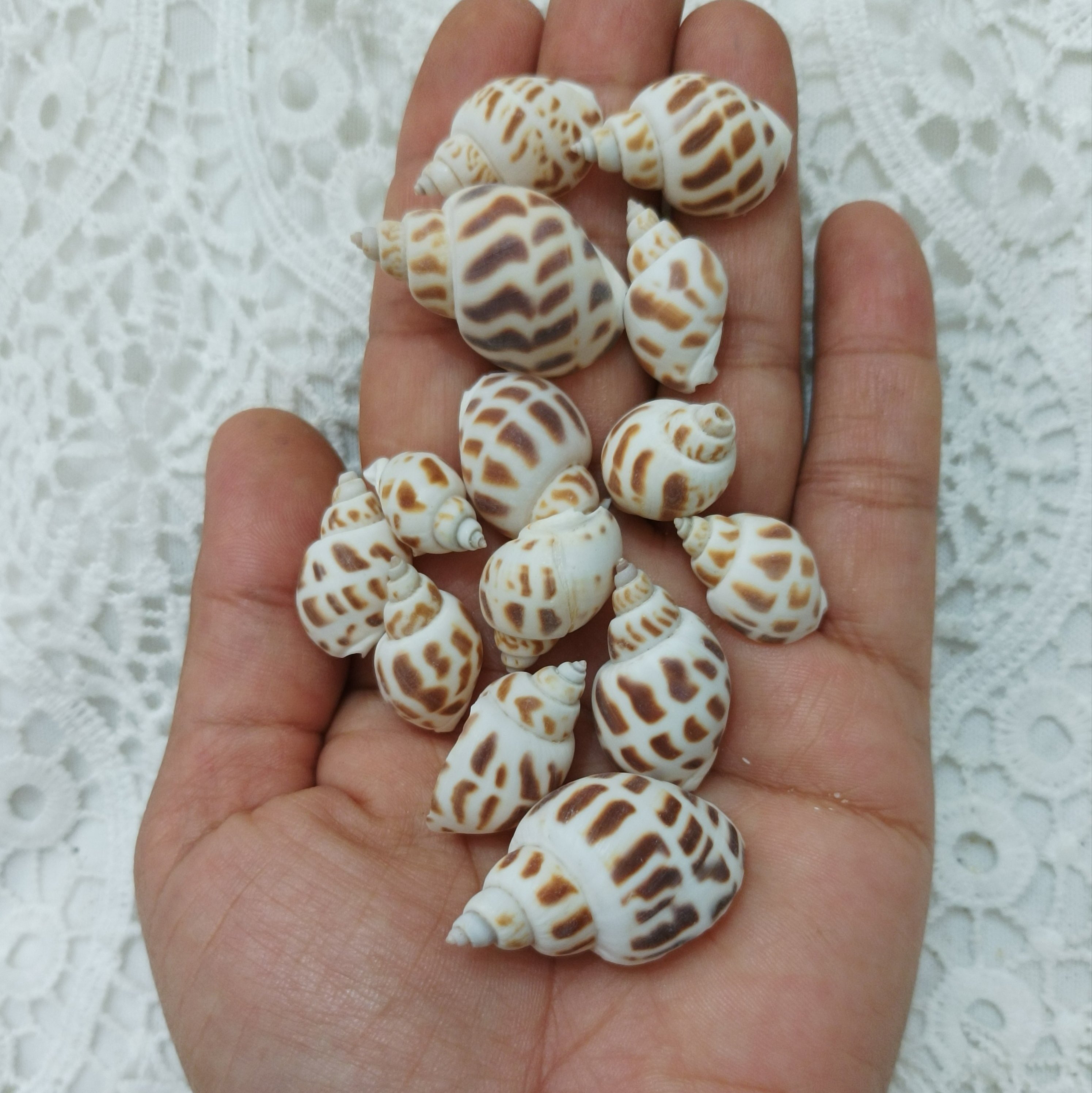 10 عدد حلزون خالدار مناسب شمع و رزین و ساخت گیفت و ست بله برون 