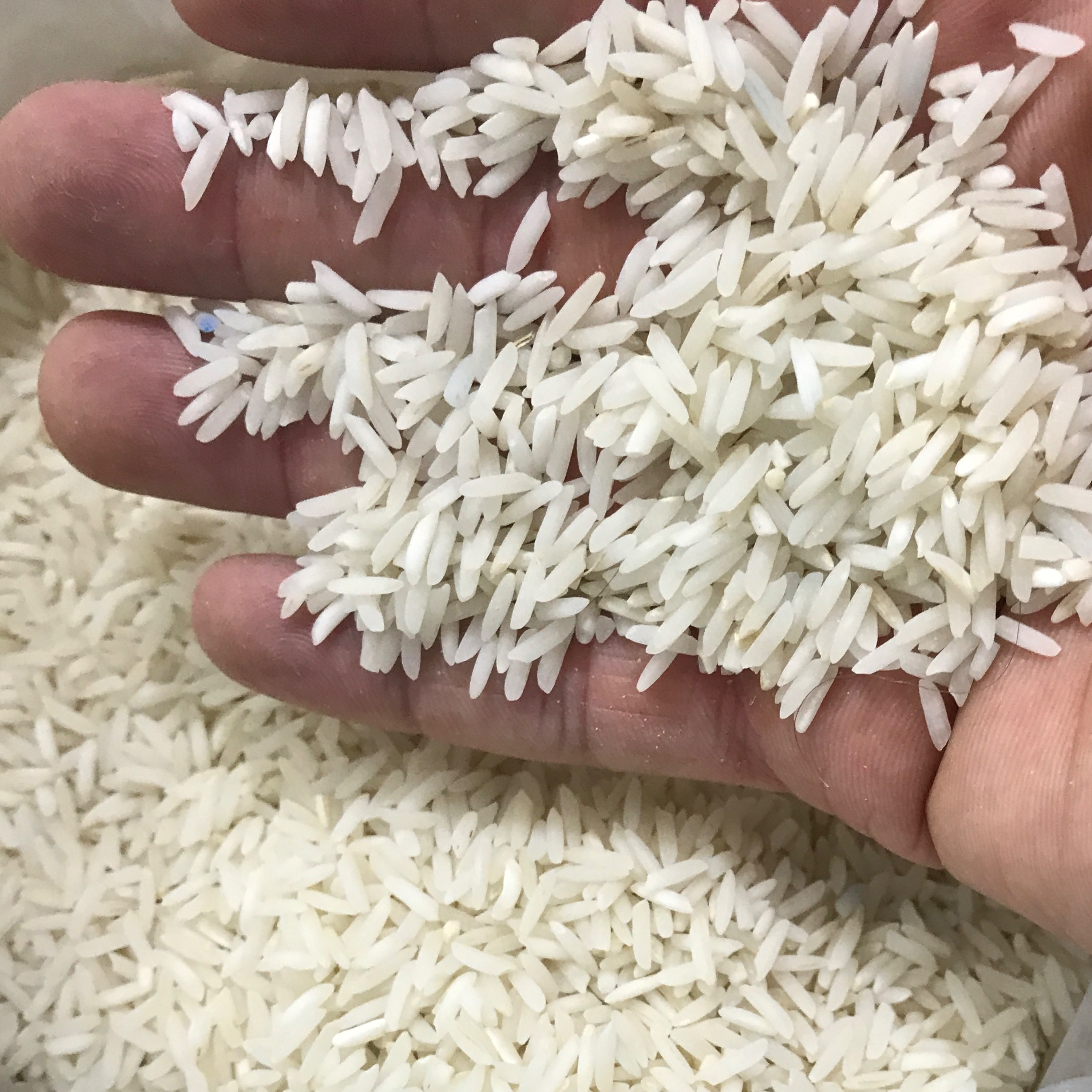 برنج شیرودی شمال خوش ظاهر با پخت مناسب