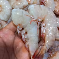 میگو ببری جزیزه هرمز