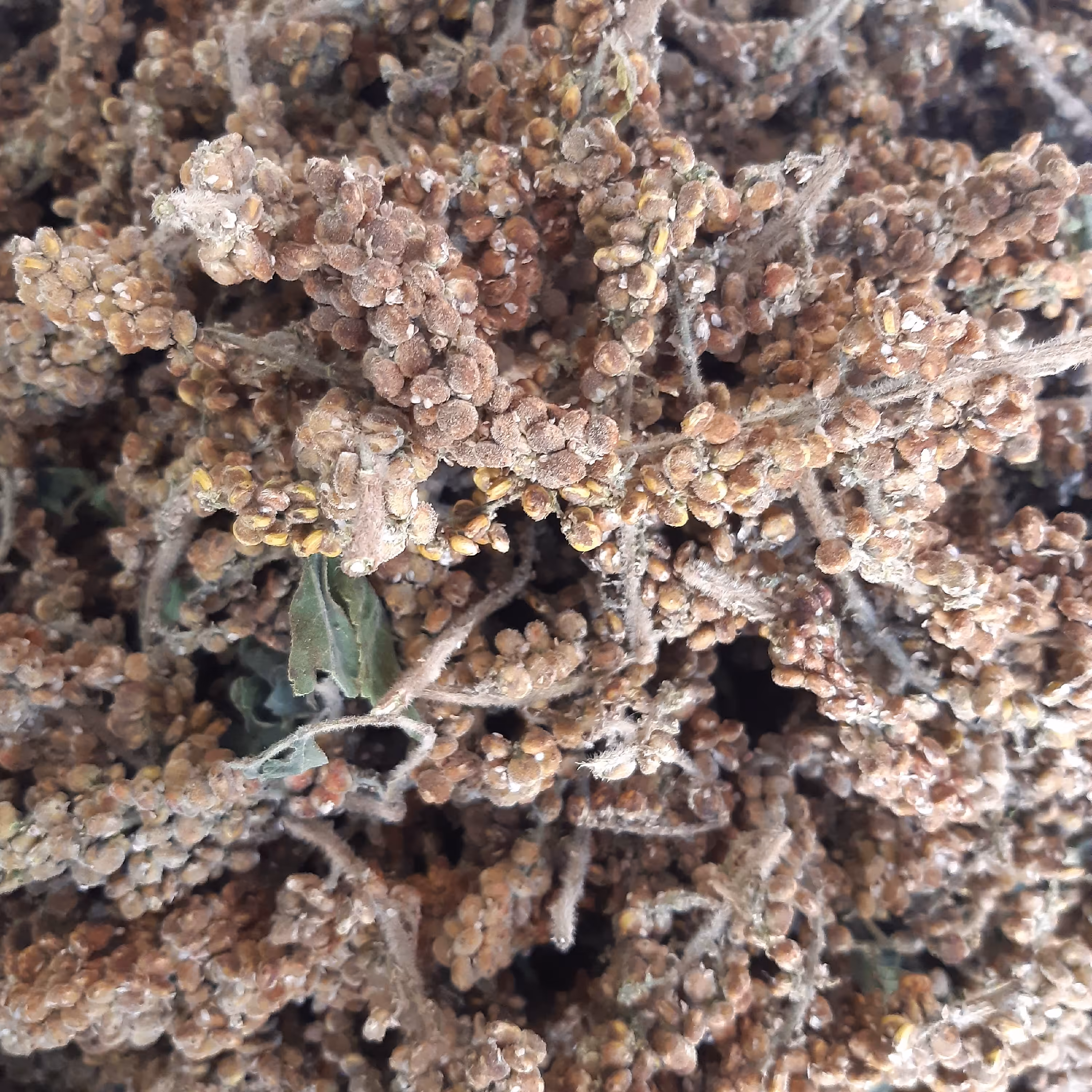 سماق درجه یک شهرستان تویسرکان یک کیلویی ارگانیک 