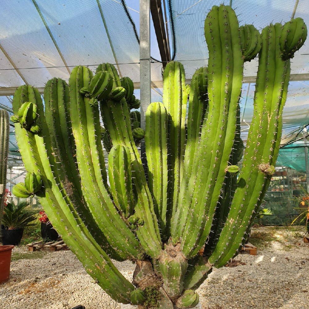 کود تقویتی مخصوص کاکتوس پایه خیاری ظرافت