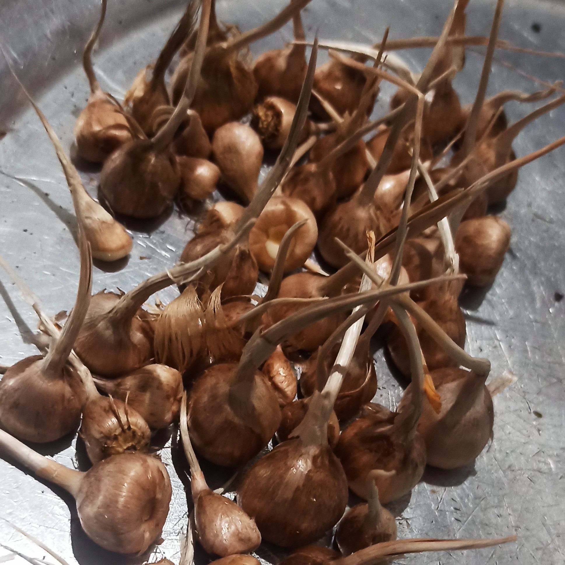 پیاز زعفران برداشتی مزرعه شخصی 10 کیلویی