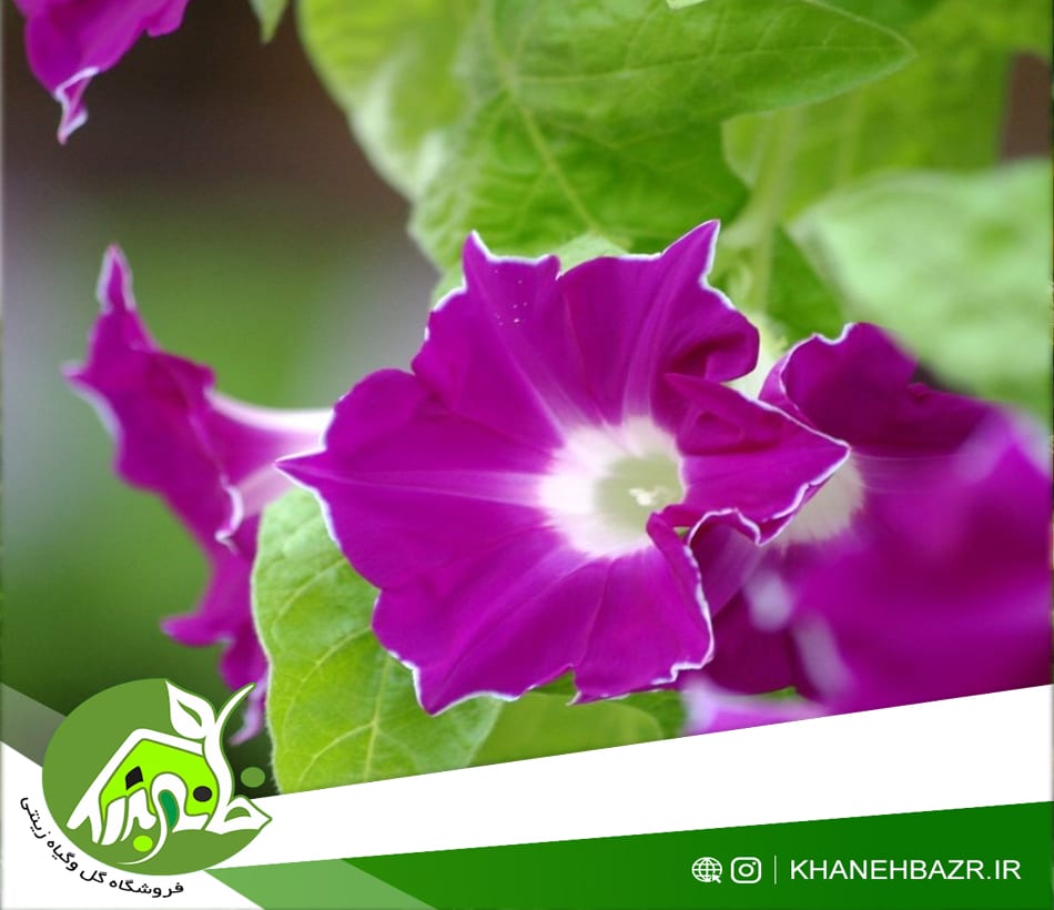 بذر پیچک نیلوفر نیل کورنل 5عددی - خانه بذر | فروشگاه بذر وارداتی گل و گیاه زینتی 1404