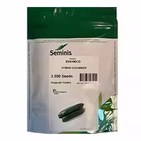 بذر خیار هیبرید SV4196CD سمینیس