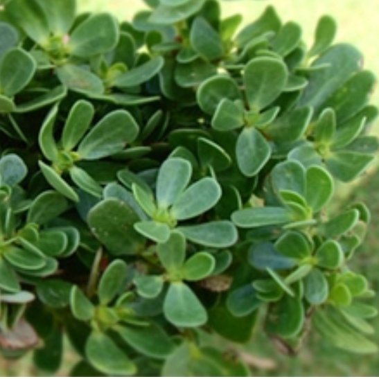 سبزی خرفه تازه