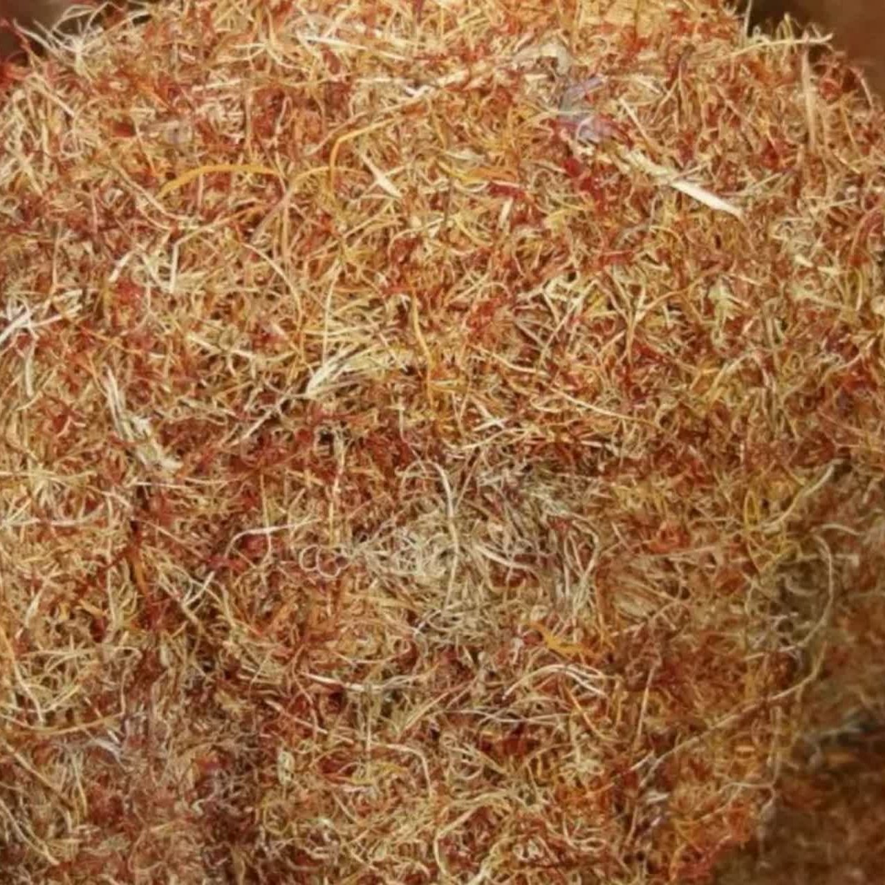 ریشه قرمزدار زعفران 