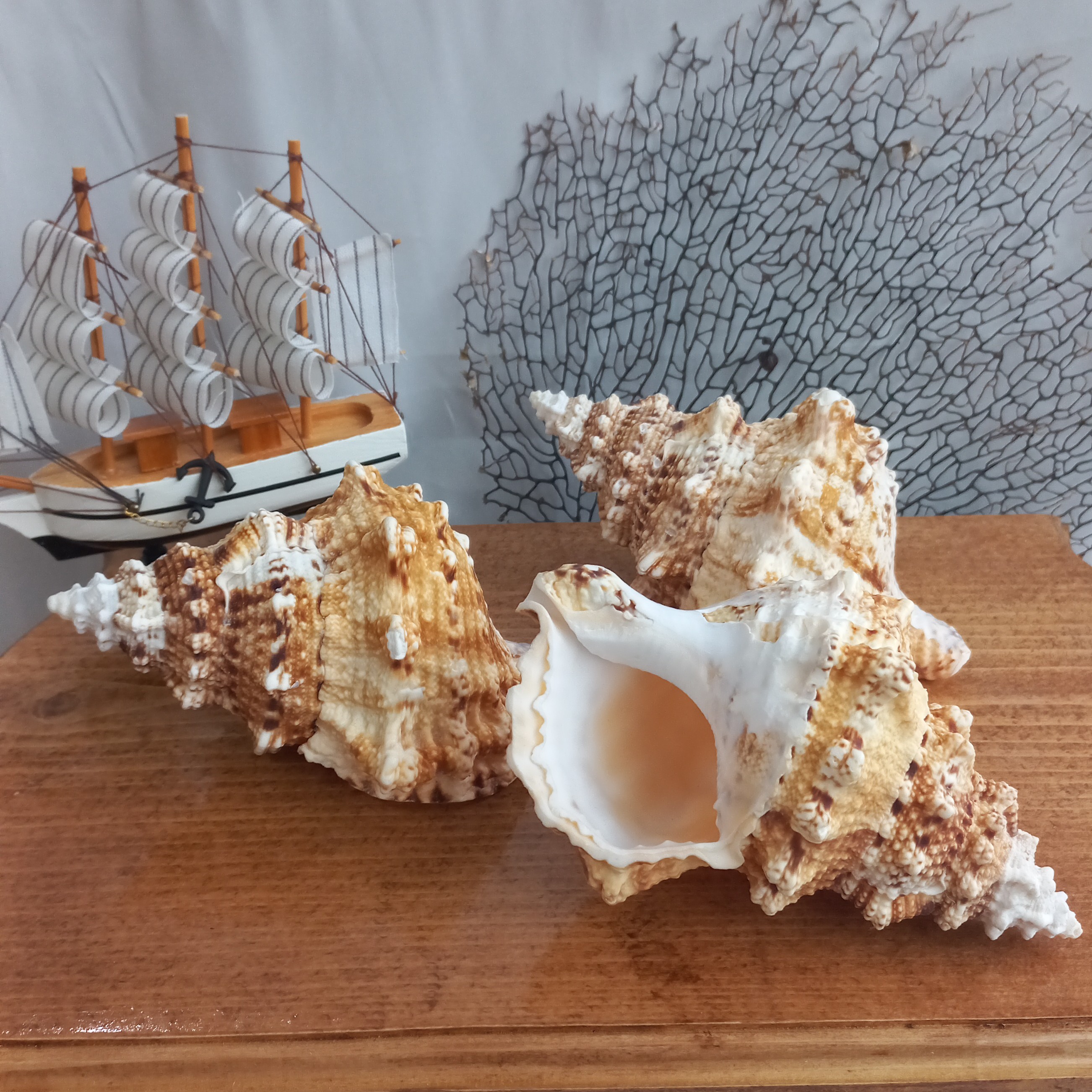 صدف  کد 1 (Tutufa bobu)