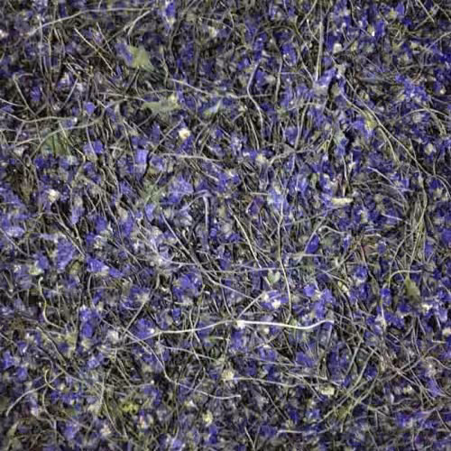 گل بنفشه 10 گرمی