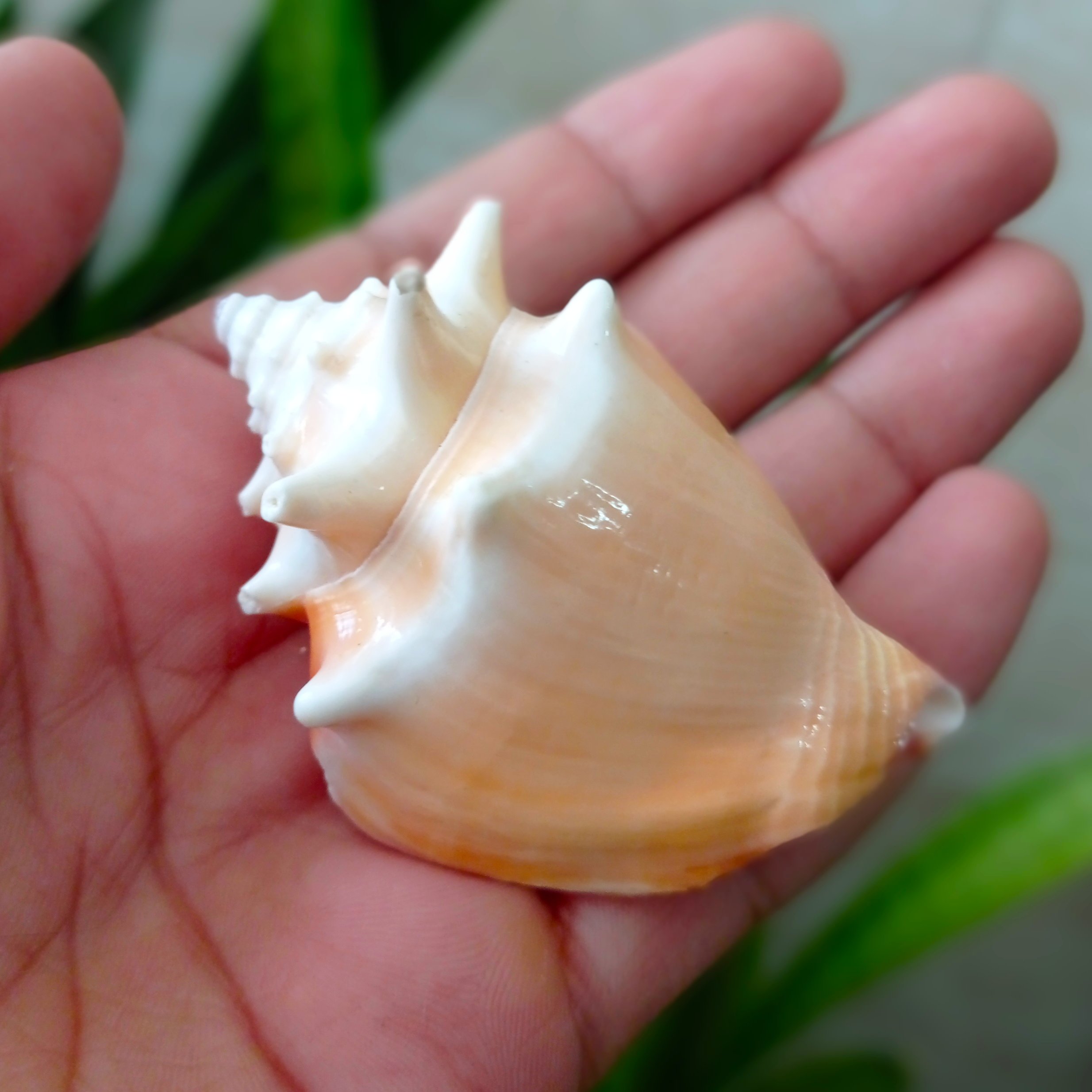 صدف تنه ای شاخدار وارداتی با رنگ طبیعی