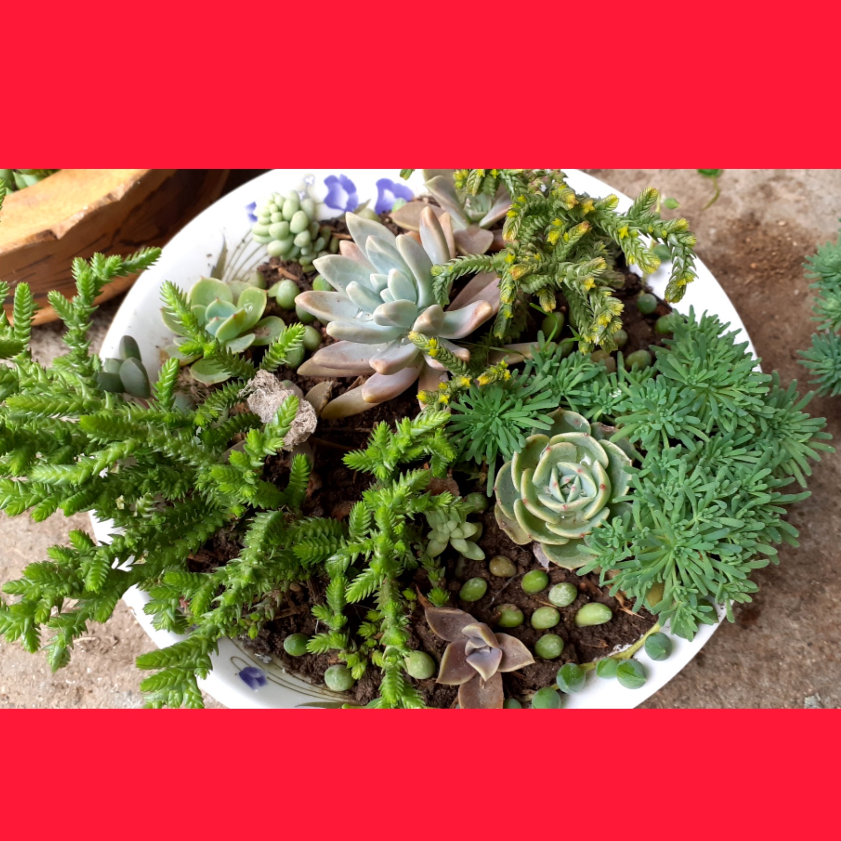 گل کاکتوس دیش گاردن (هزینه ارسال برعهده مشتری عزیز و تیپاکس )