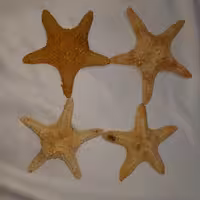 صنایع دستی صدفی،ستاره ی دریایی
