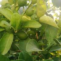 میگو خشک یا اجیلی نیم کیلویی 230 هزار تومان 