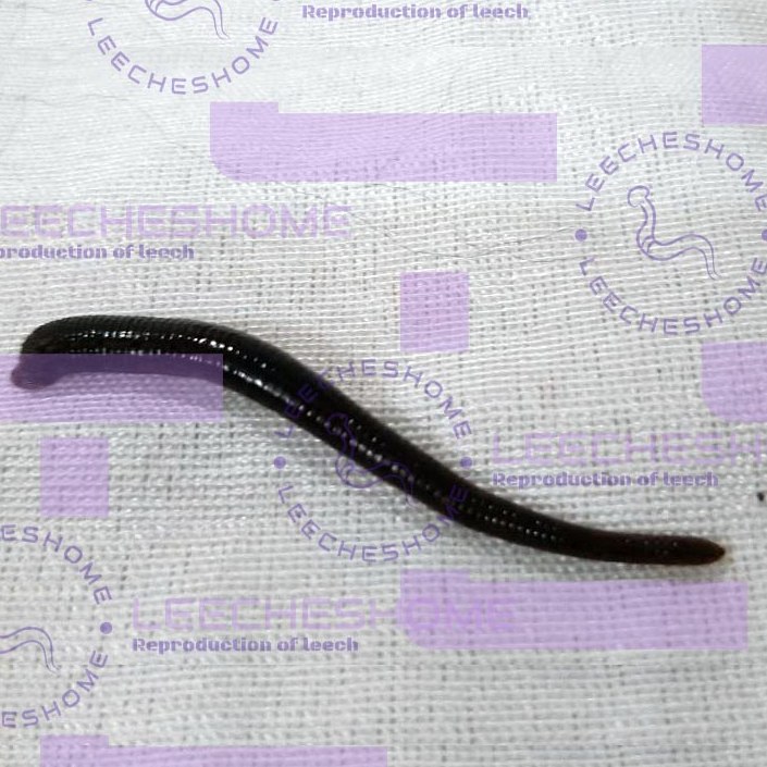 زالو طبی سایز 6 تا 10 سانت کاملا گیرا (بسته 100 عددی) - ارسال بصورت پس کرایه