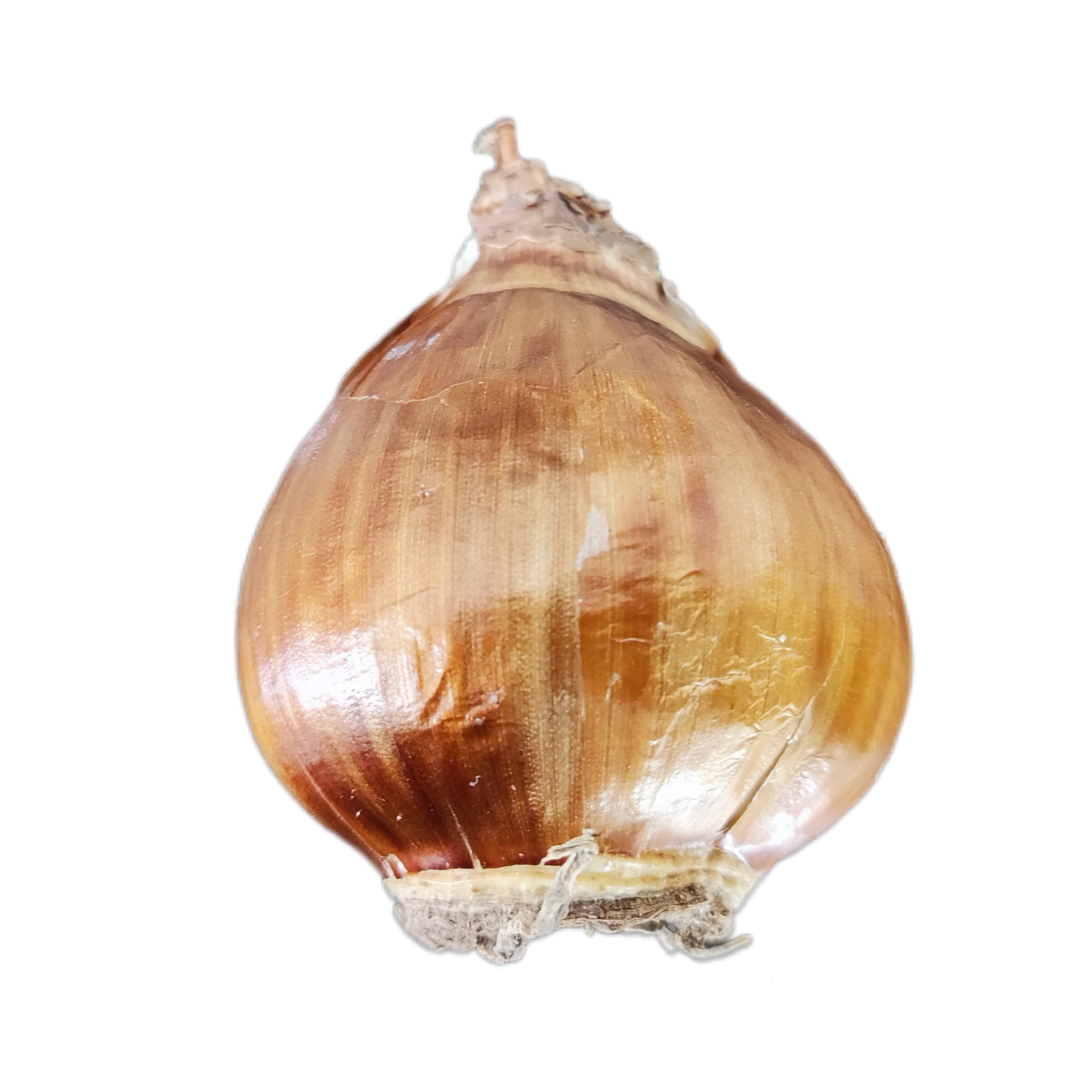 پیاز گل نرگس شیراز معطر کیفیت عالی بسته 10عددی
