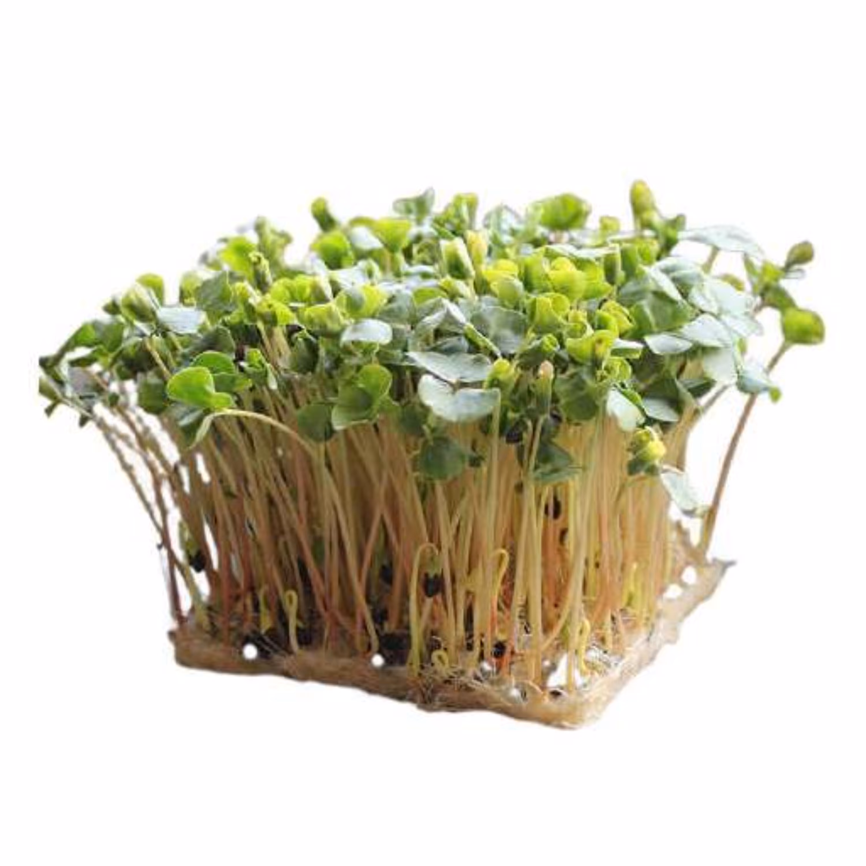 بذر میکروگرین گندم سیاه 20 گرمی