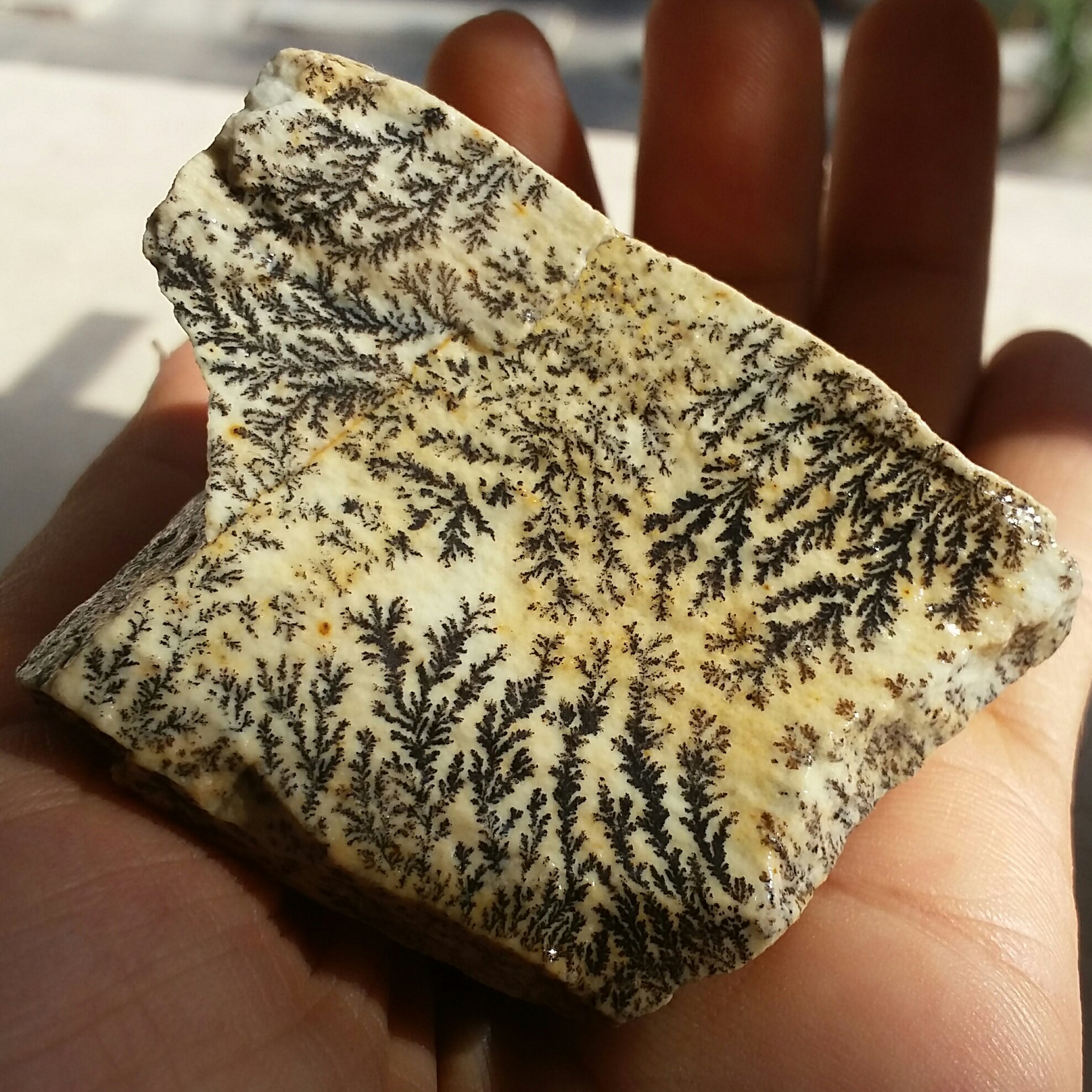 سنگ راف 100 در 100 طبیعی شجر دندریتی یا فسیلی محشر خاص شاهکار خلقت
شجر بسیار واضح کشیده خارق العاده