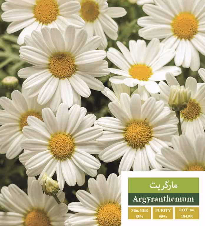 بذر مارگریت - بذر طلایی رویان