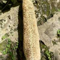 میوه کامل گیاه لوفا 15تا 20 سانتی متر طول