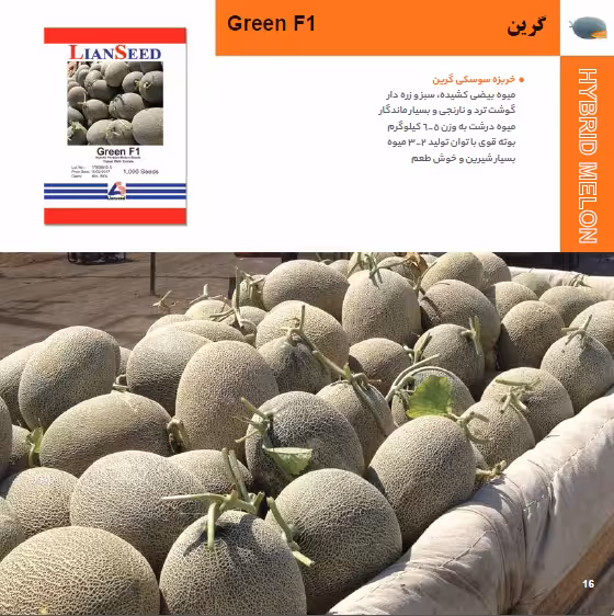 بذر هیبرید خربزه گرین
