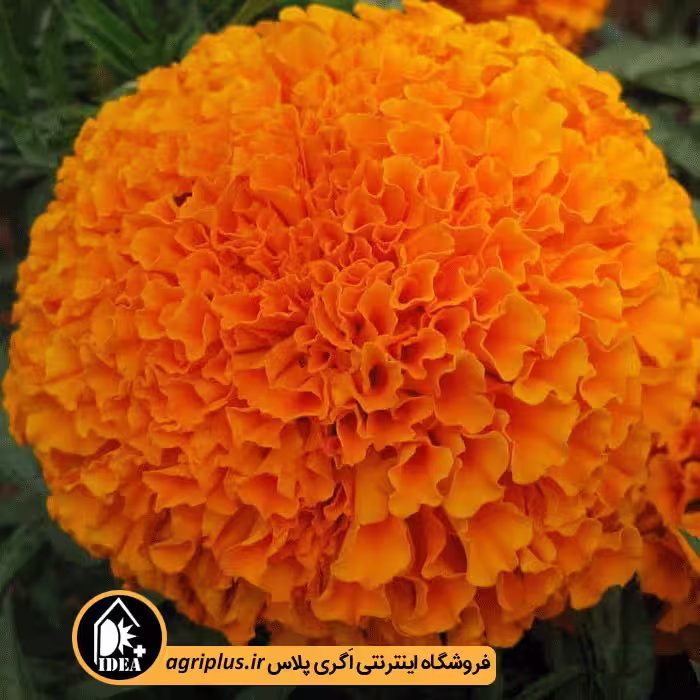 بذر گل جعفری