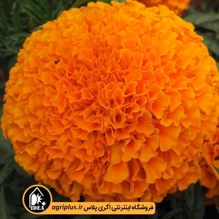 بذر گل جعفری