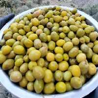 زیتون کنسروی امساله (1کیلویی)