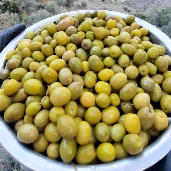 زیتون کنسروی امساله (1کیلویی)