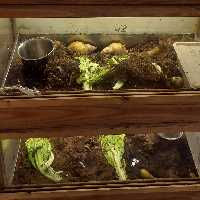 خاک پرورش حلزون ( کوکوپیت )  5 لیتری (پس کرایه)