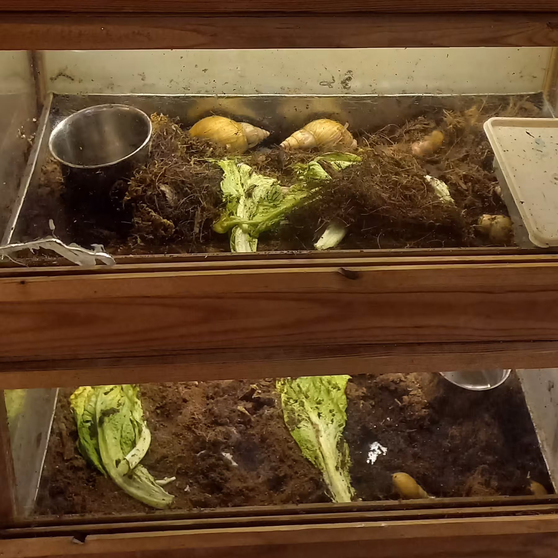 خاک پرورش حلزون ( کوکوپیت )  5 لیتری (پس کرایه)