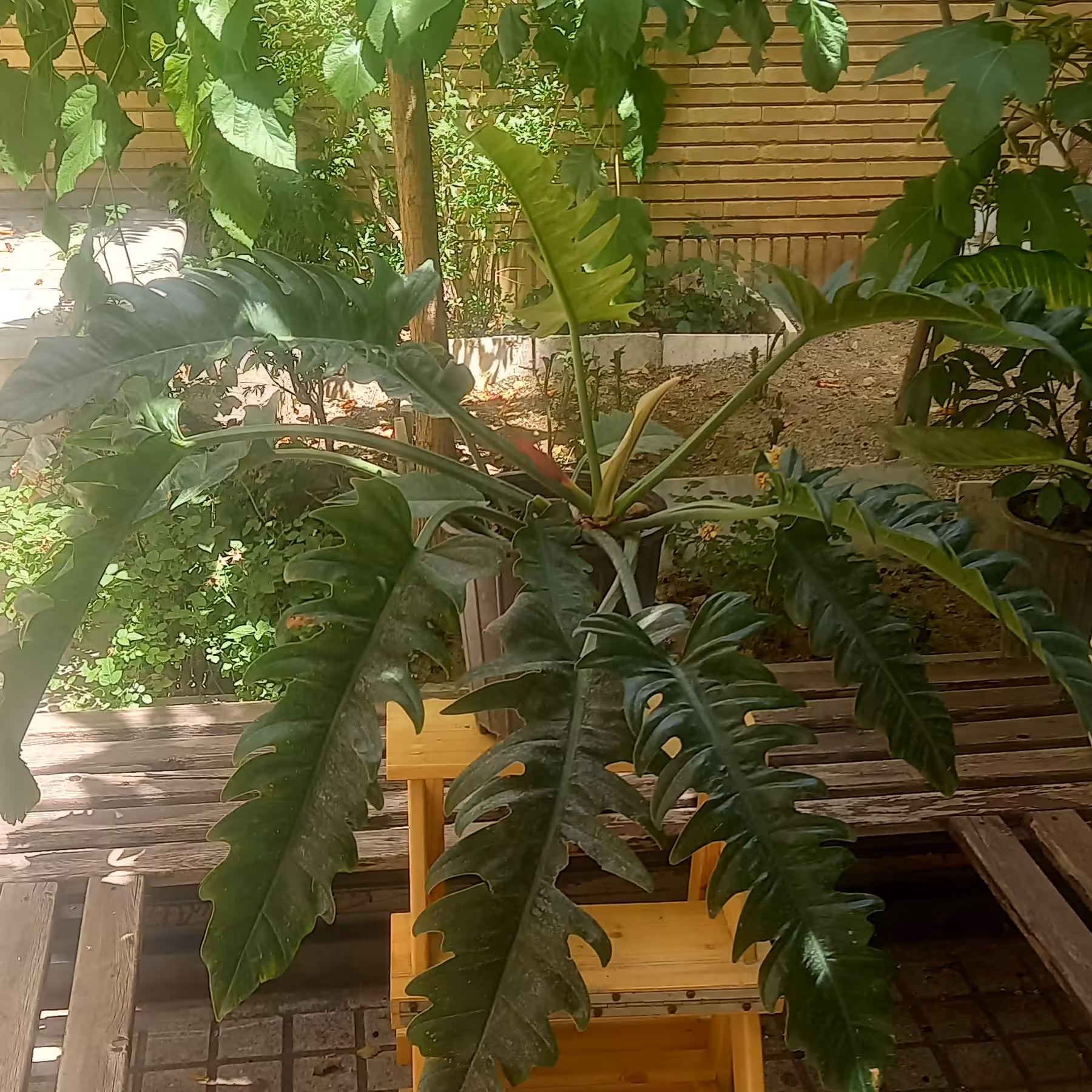 فیلودندرون سبز کنگره ای سایز بزرگ گلدان پلاستیکی