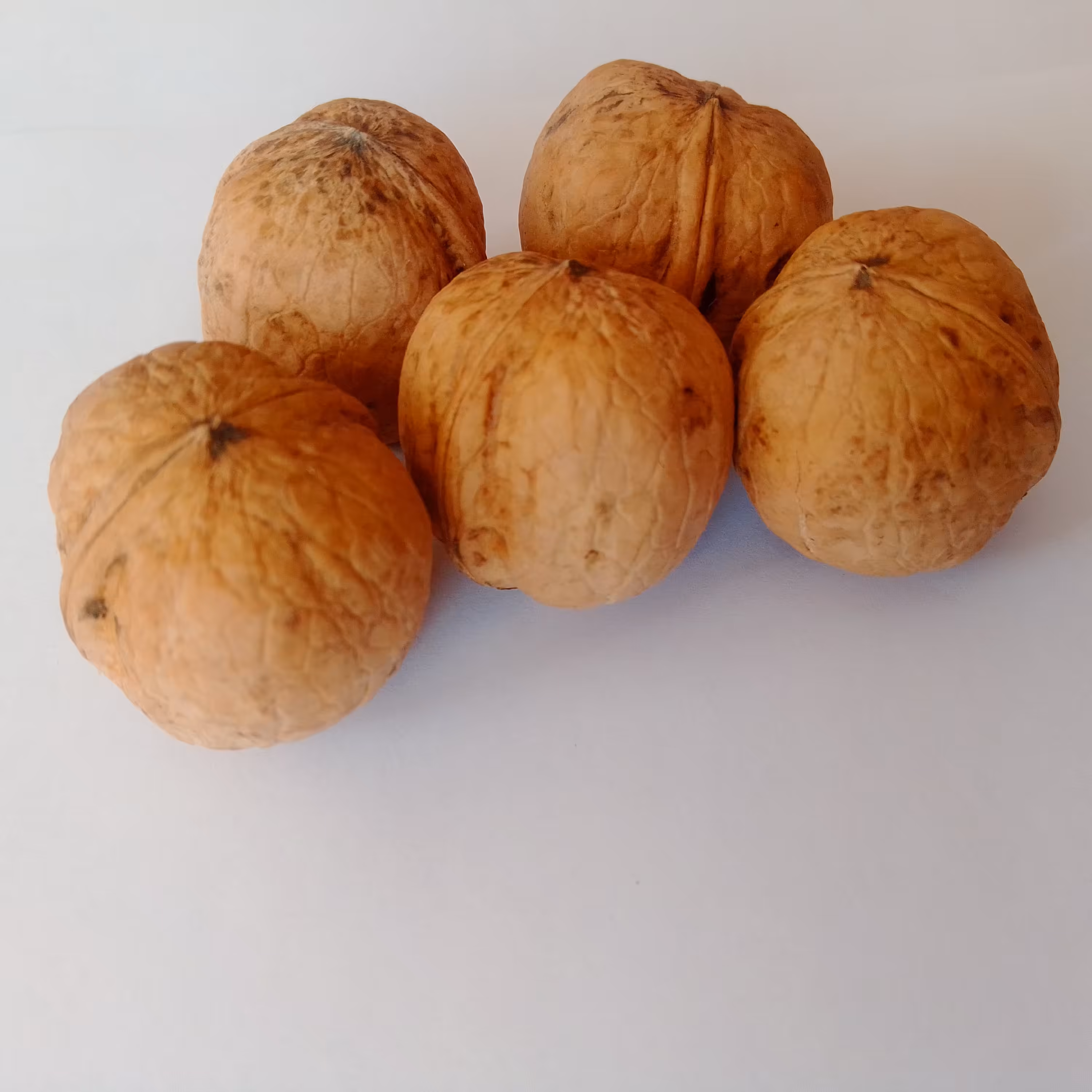 گردو کاغذی 3 کیلوگرم