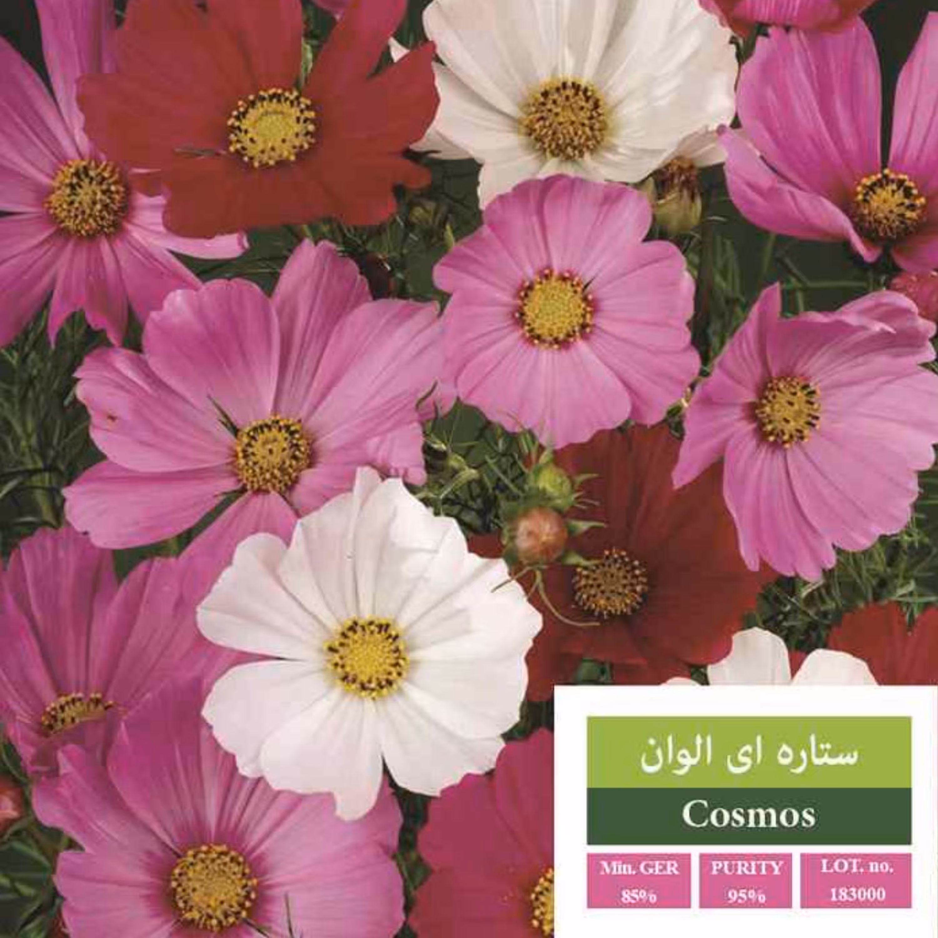 بذر گل ستاره ای بذر طلایی رویان 