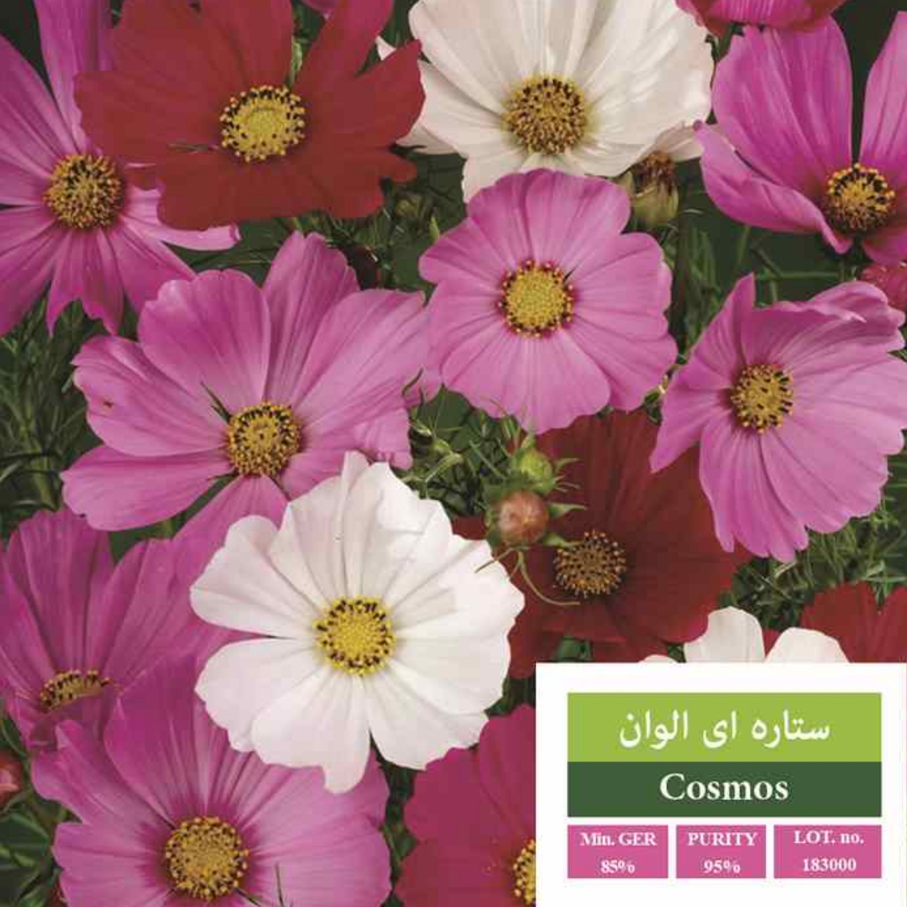 بذر گل ستاره ای بذر طلایی رویان 