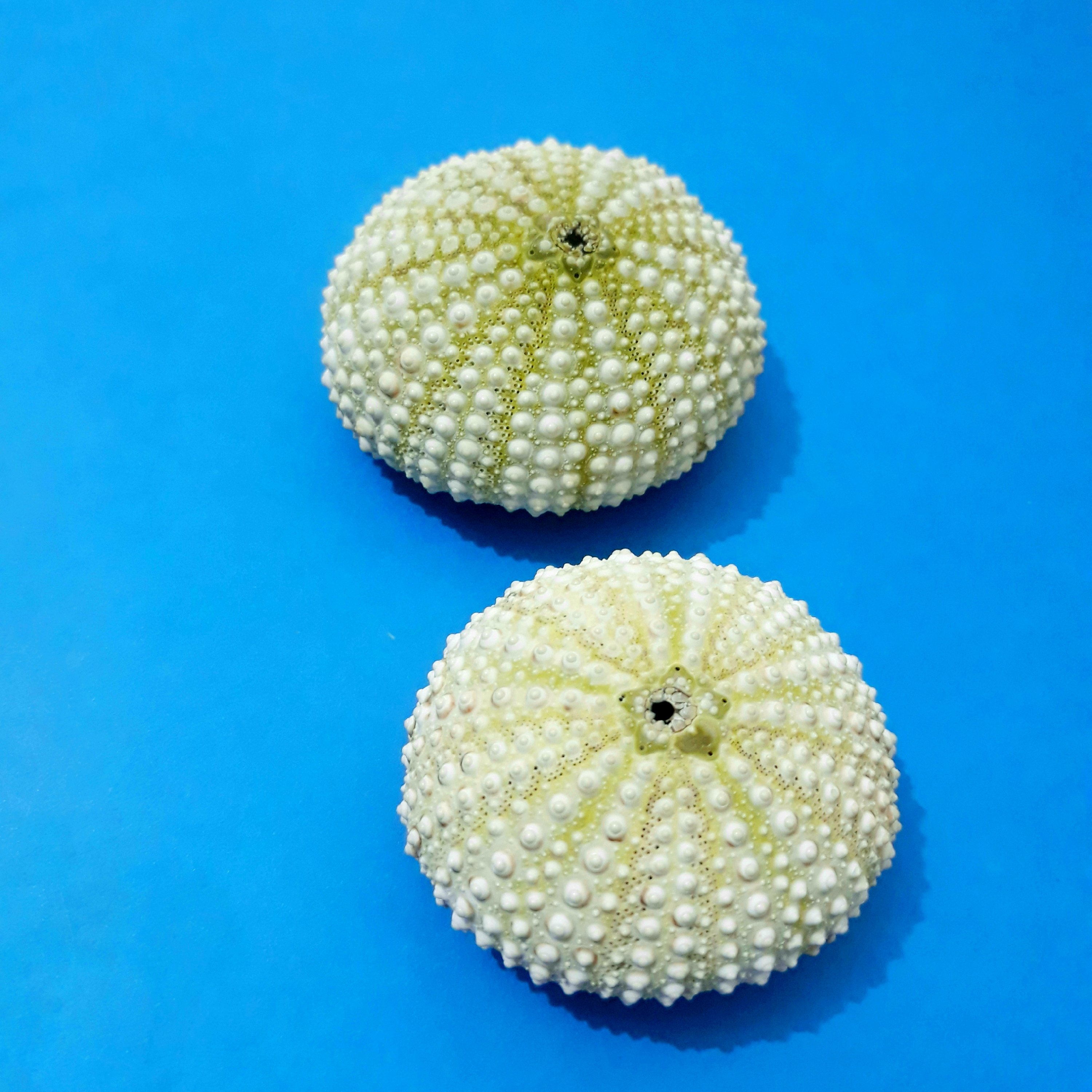 پک 10 عددی توتیا دریایی سایز بزرگ 5 سانتی