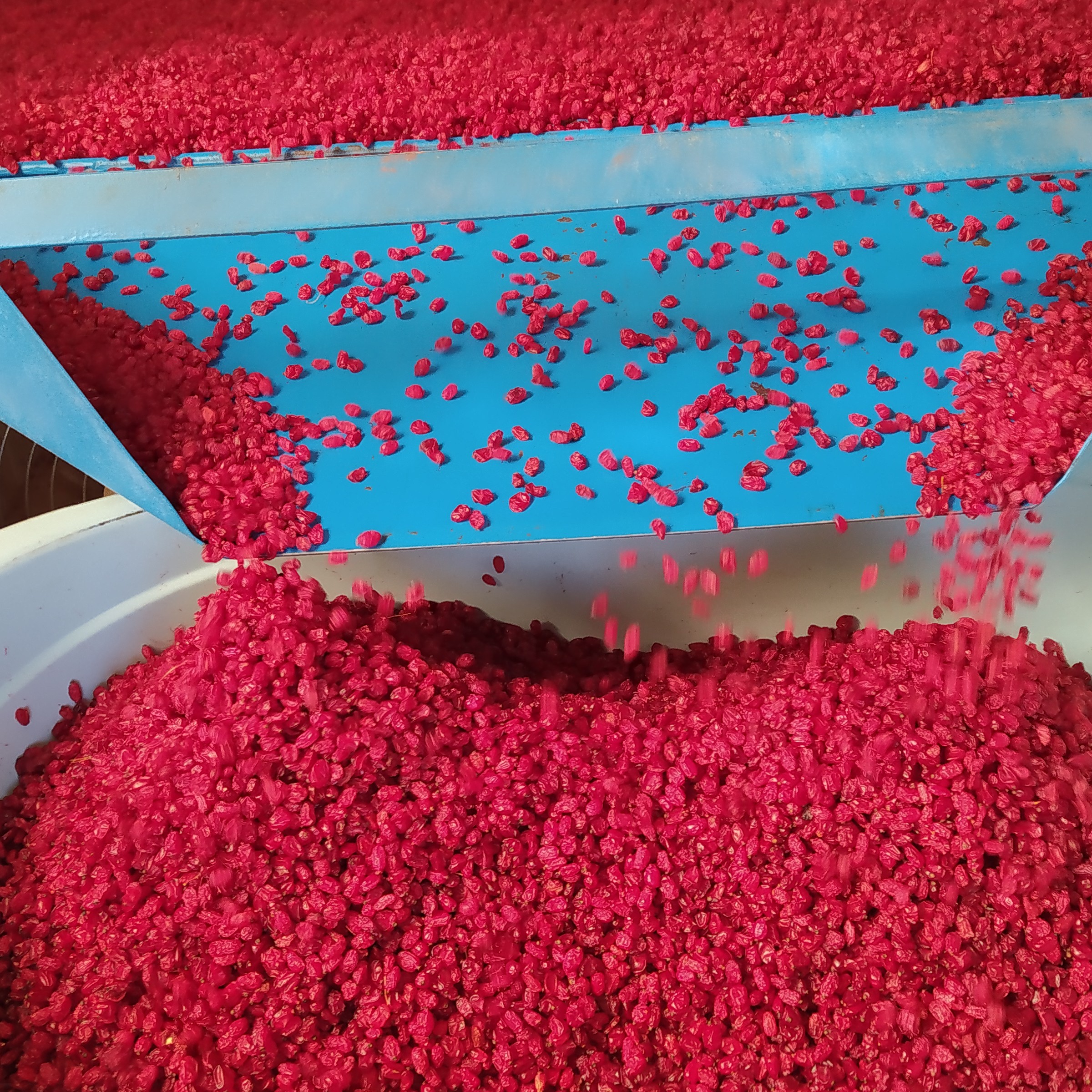 زرشک بیرجند