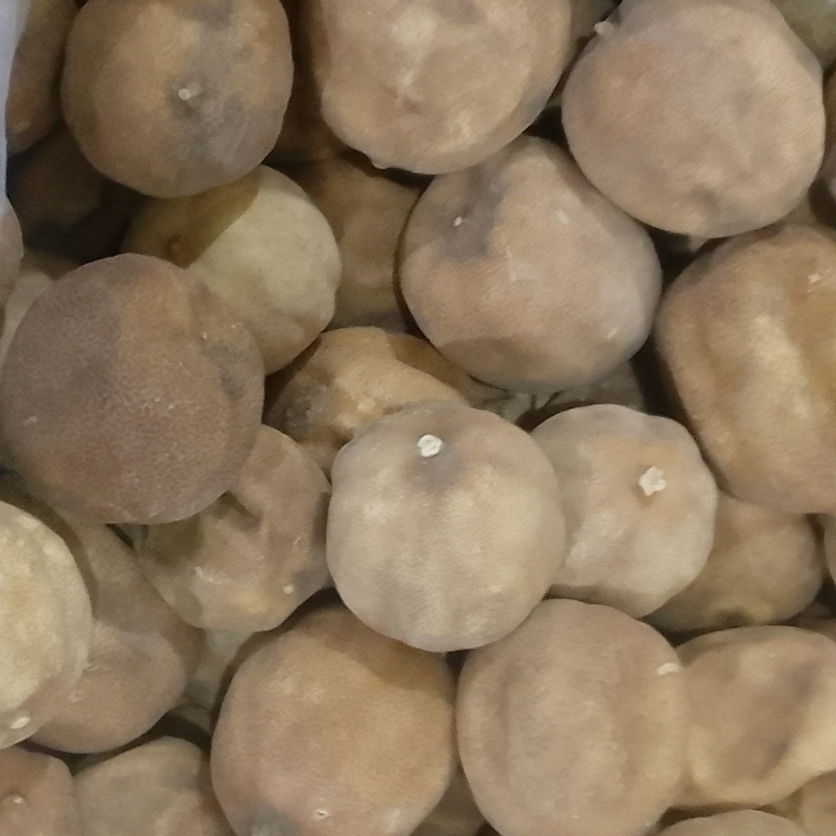 لیمو عمانی امسالی 1 کیلویی تازه و ترش