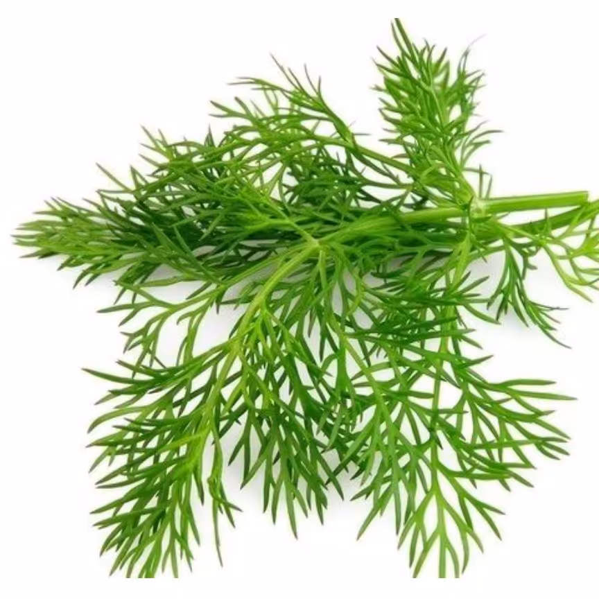 بذر سبزی شوید بسته (2000 عددی).